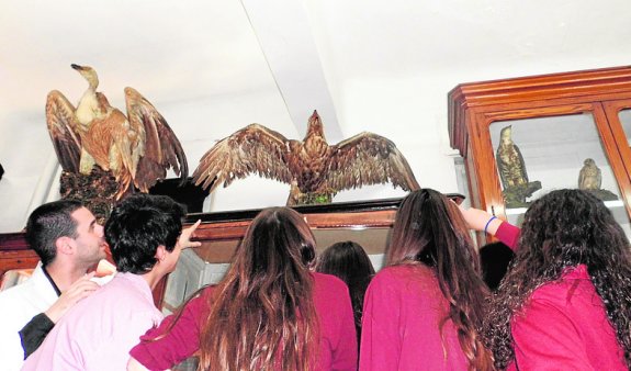 Documentándose. Un grupo del colegio San Buenaventura Capuchinos de Murcia observa unas aves disecadas durante la cuarta edición de 'Mi Periódico Digital'. 