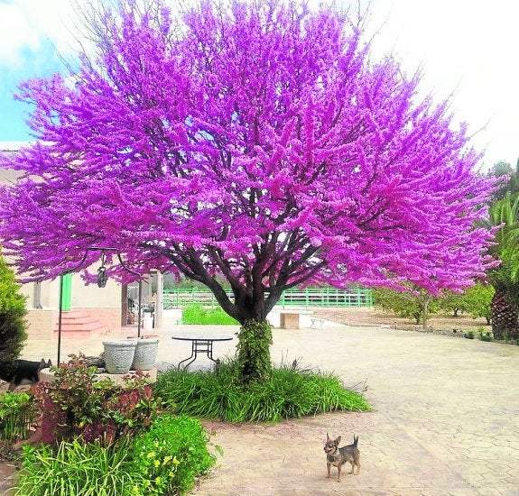 El 'Árbol del amor', en Calasparra