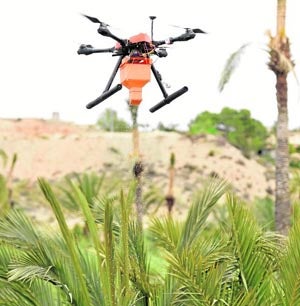 Un dron aplica el hongo para combatir el picudo rojo en una palmera de El Salao (Abanilla). 