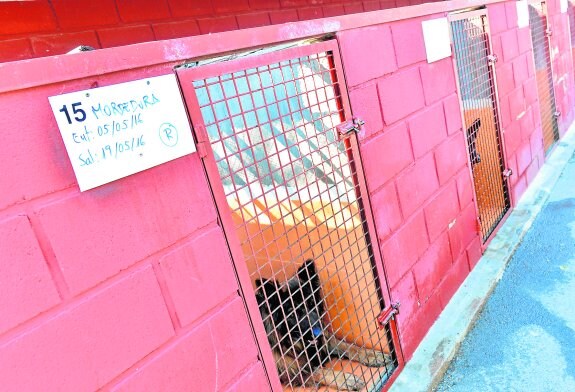 Un can, ayer, custodiado en el centro de Zoonosis de La Albatalía por haber causado una mordedura.