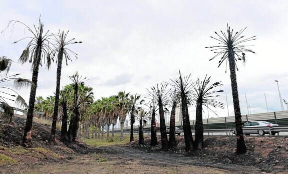 Salida de la Ronda Oeste hacia Espinardo, donde ardieron hace unos días unas palmeras que aguardaban ser podadas desde hacía años. 