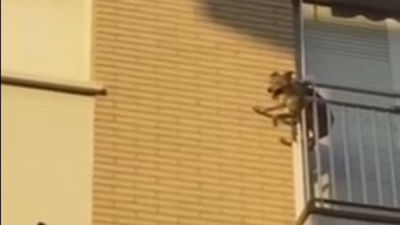 Un perro encerrado en un balcón al sol salta desde un tercer piso