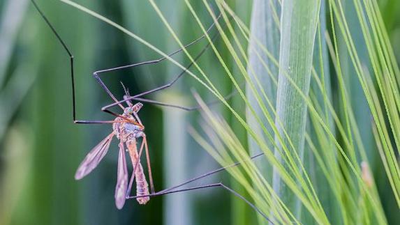 4 formas de repeler mosquitos en verano