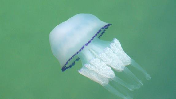 Ejemplar de medusa en el Mar Menor.