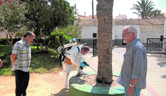 Prueban un tratamiento pionero para combatir la plaga de picudo
