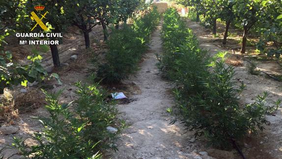 Imagen de algunas de las plantas cultivadas en el huerto.