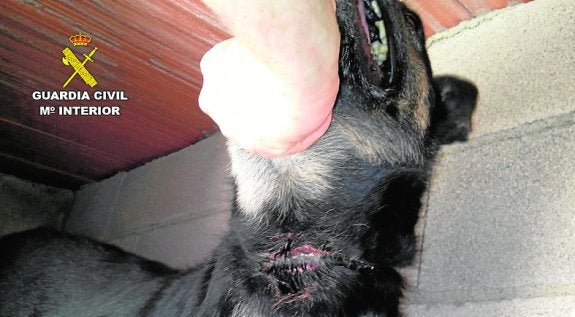 Un agente observa las lesiones en el cuello de un perro. 