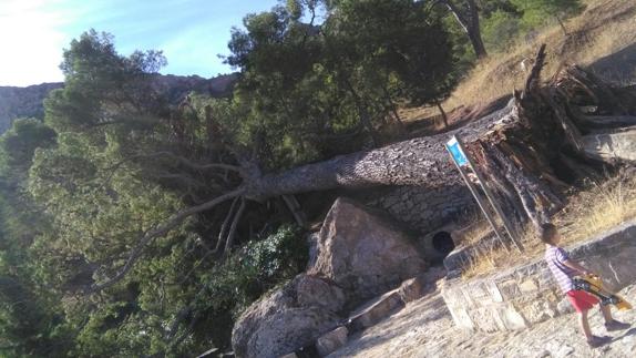 El árbol caído en Santa Ana.