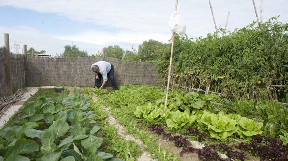 Un aficionado a la agricultura trabaja en un huerto urbano. 