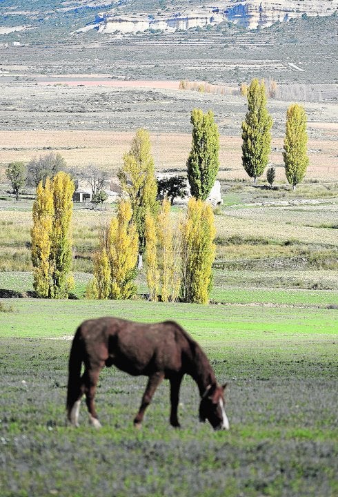 Un caballo pasta en el Campo de San Juan.