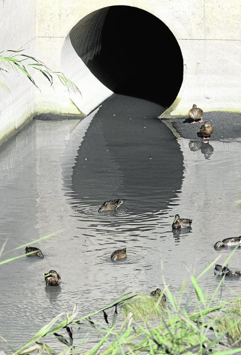 Patos nadan en la salida de agua de la EDAR Río Segura.