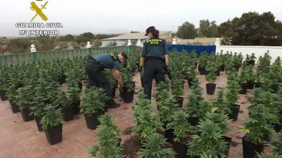 Dos agentes de la Benemérita inspeccionan las plantas de marihuana.