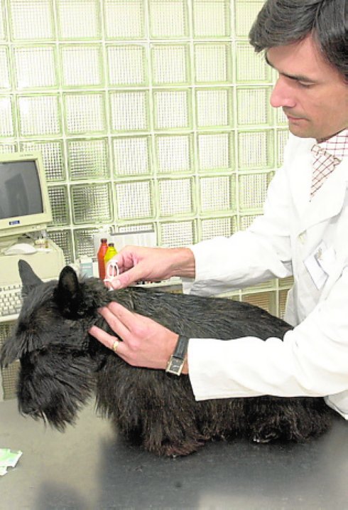 Un perro en el veterinario.
