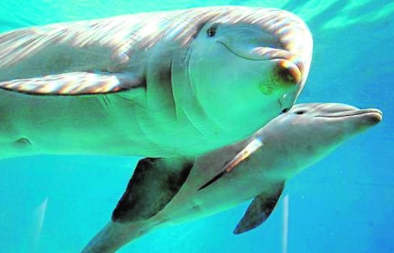 'Zeus', cría de delfín mular nacida por inseminación artificial, y su madre, 'Mancha'.
