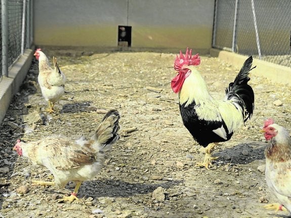 Ejemplares de gallina murciana en la finca Tomás Ferro, que la UPCT tiene en La Palma.