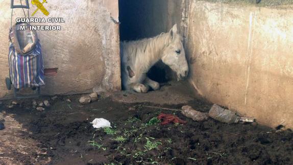 Uno de los caballos hallados con deficiencias de nutrición en la finca de Jumilla.