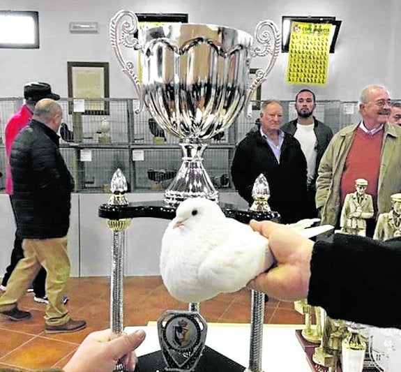 Bucho porcelano. Palomo ganador del I Regional de Raza.
