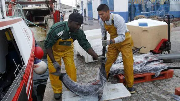 Decarga de pescado en el puerto de Cartagena. 