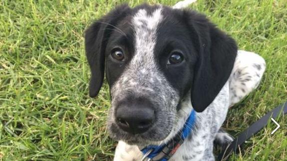 Este era Grizz, el cachorro disparado