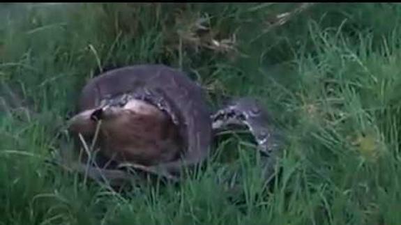 Increíbles imágenes de una pitón comiéndose a una hiena