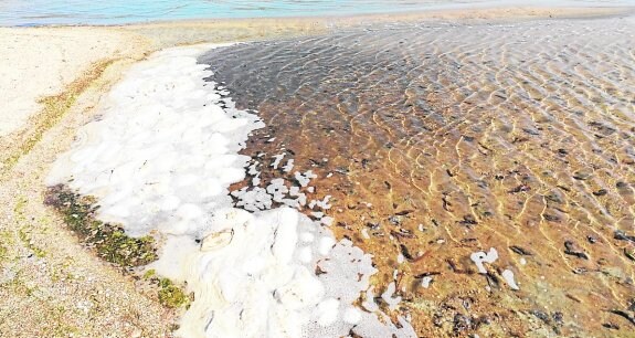 Cuerpos en descomposición de miles de pepinos de mar en la orilla de la playa.