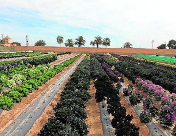 Campo de ensayo de Tozer Ibérica. 