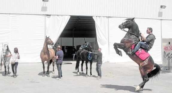 Un jinete del Paso Azul levanta a su caballo de manos, mientras otros ensayan distintos movimientos para los desfiles bíblico pasionales de esta noche. 