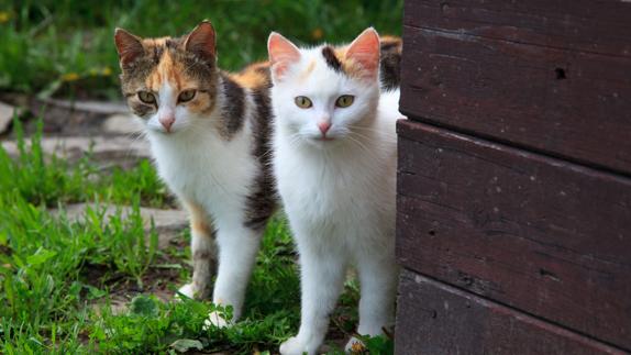 Un pueblo andaluz podría estar asesinando a todos sus gatos callejeros