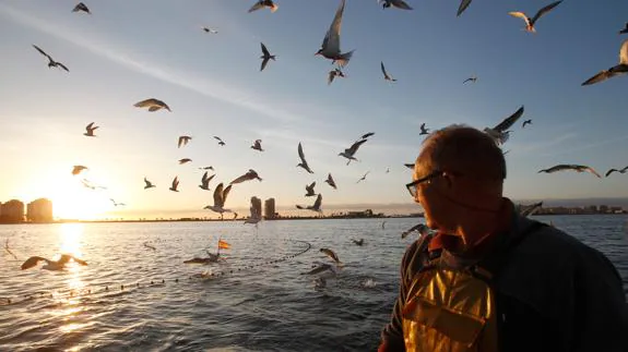 Las gaviotas rodean desde primera hora de la mañana a los pescadores que han instalado las redes para la pesca del langostino en el Mar Menor.