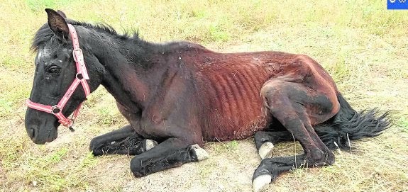 Buscan al dueño de un caballo desnutrido