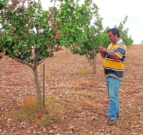 El primer año en dar fruto aparecen unos pistachos sueltos que en las siguientes cosechas ya serán auténticos racimos. 