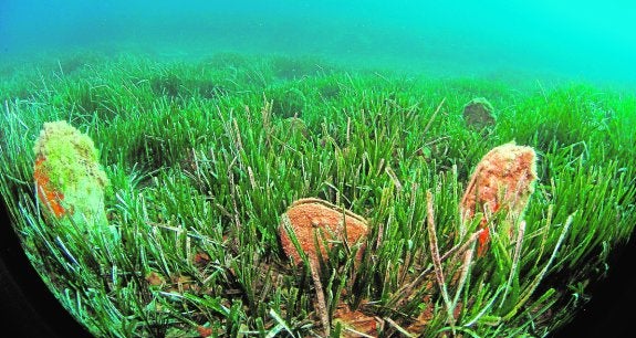 Ejemplares de 'Pinna nobilis' en la pradera de posidonia de Isla Grosa. La foto es de archivo.