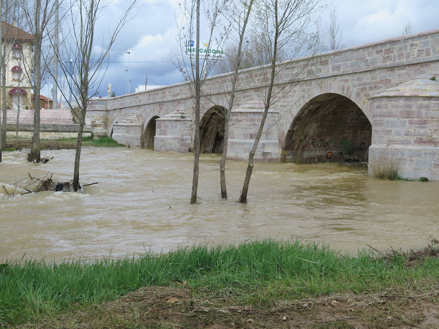 El Torío baja con abundante caudal