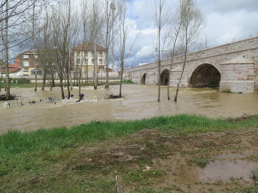 El Torío baja con abundante caudal