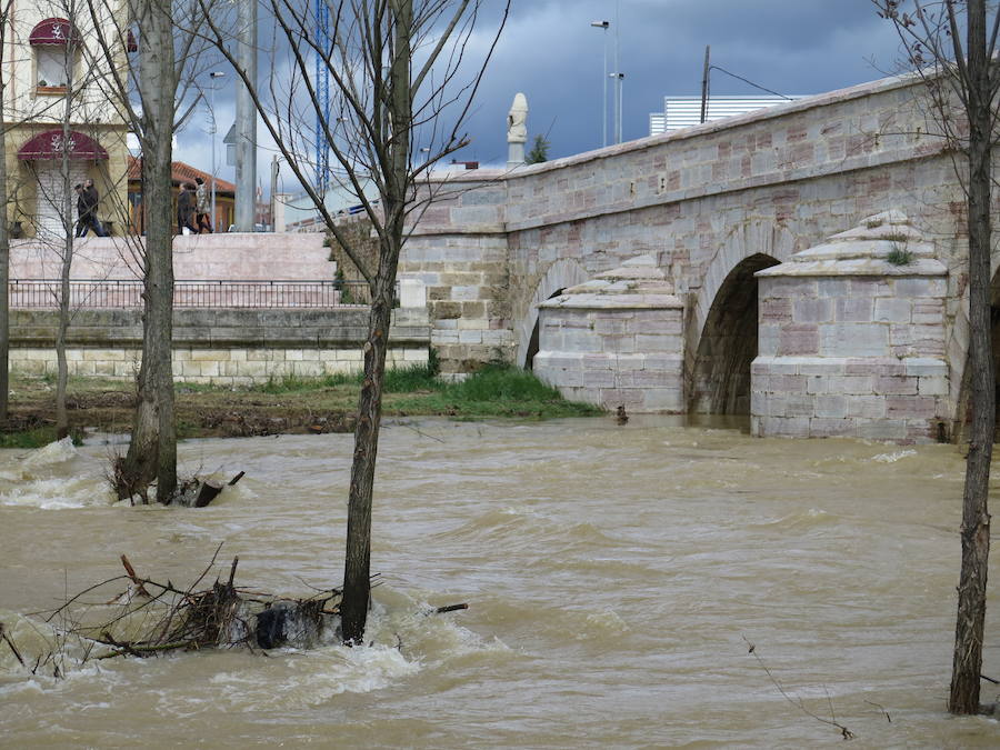 El Torío baja con abundante caudal
