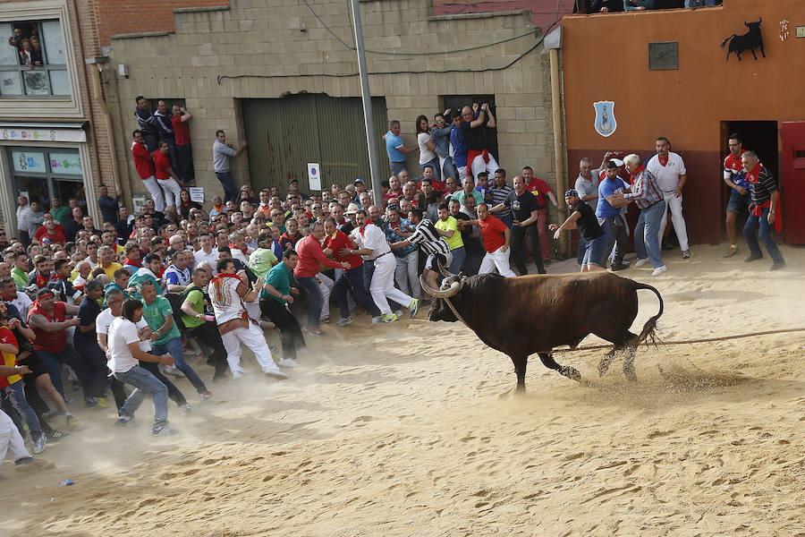 Toro enmaromado de Benavente