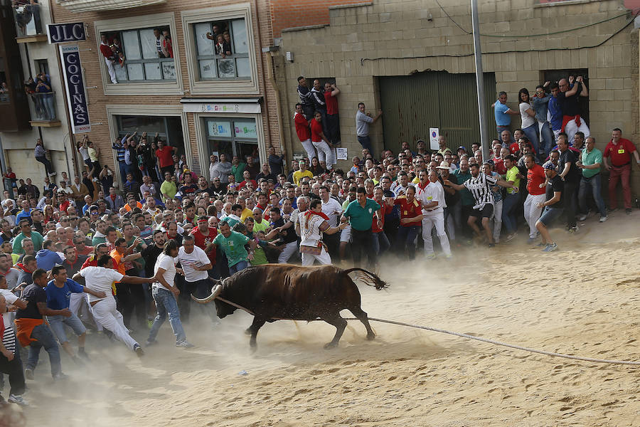 Toro enmaromado de Benavente