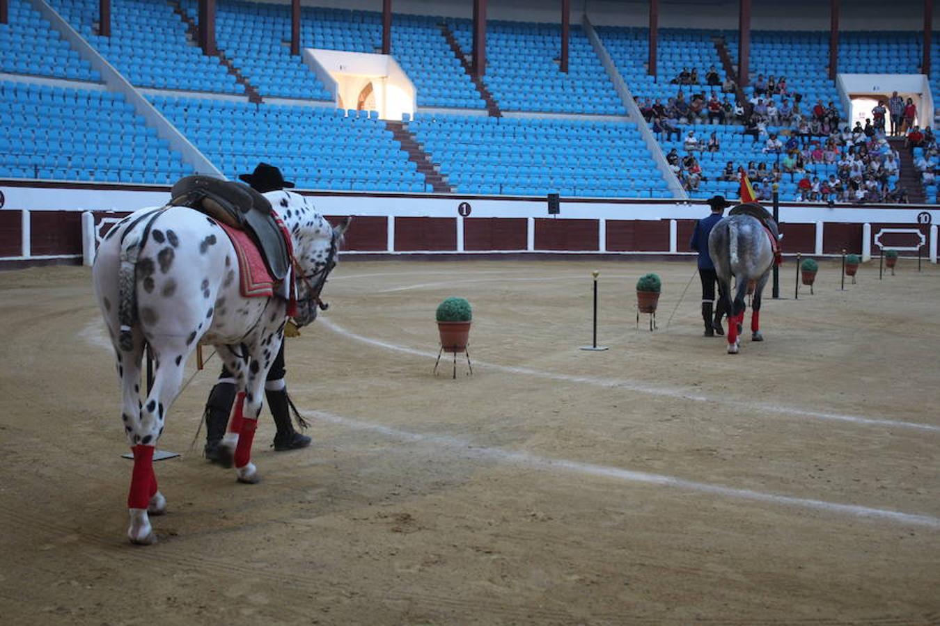 Los caballos y el flamenco