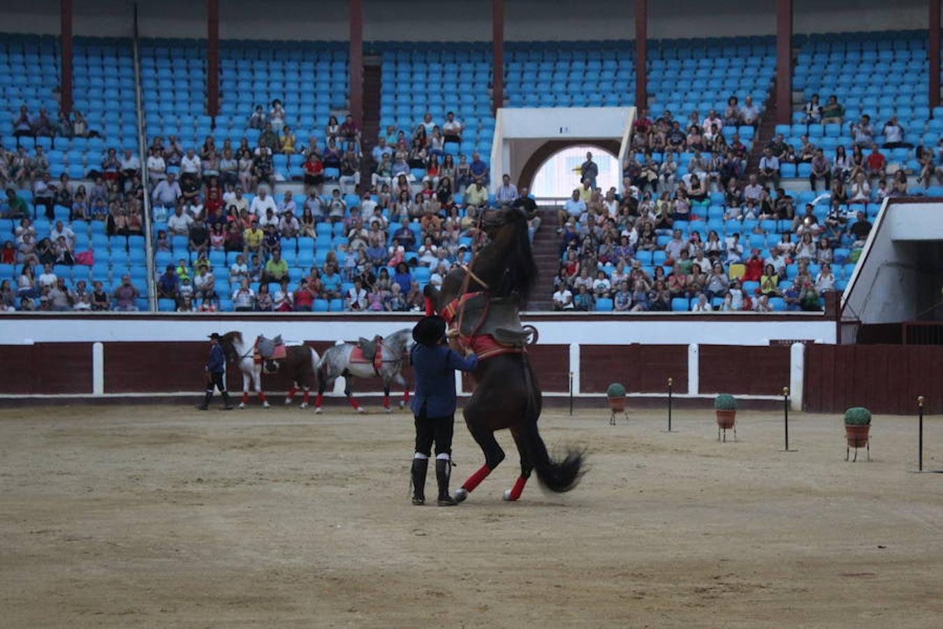 Los caballos y el flamenco