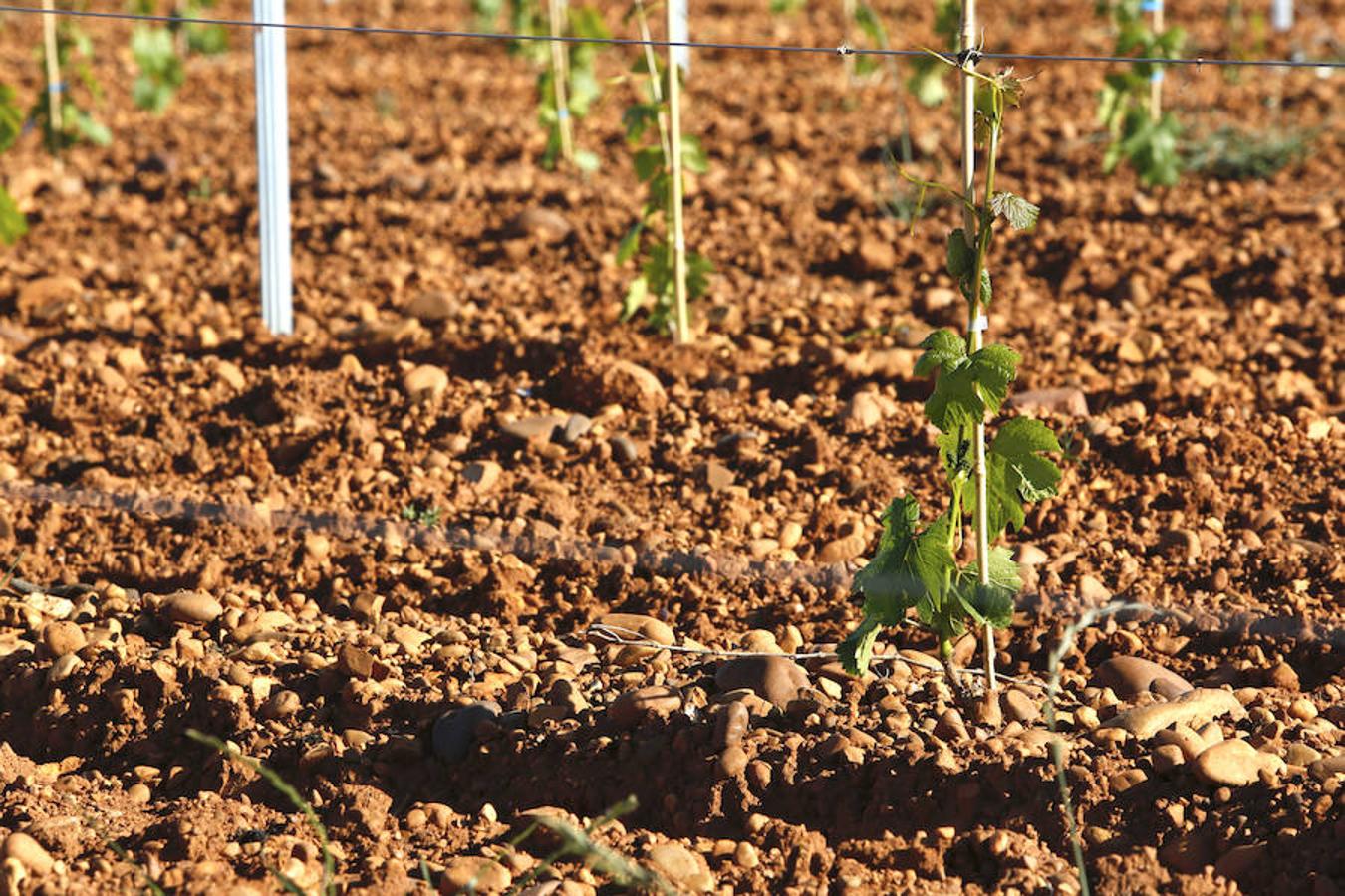Una bodega que se expande