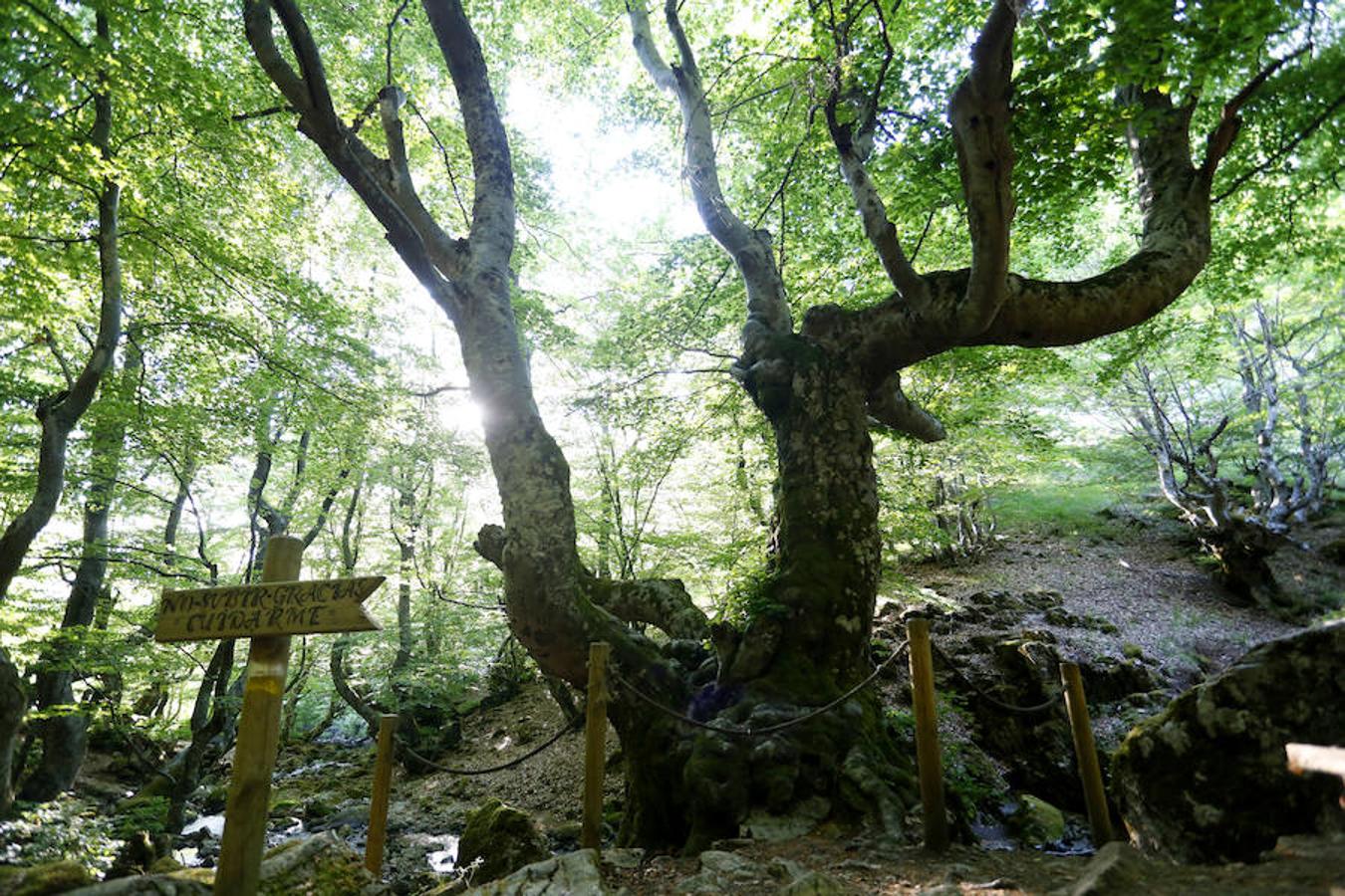 Reserva de la Biosfera Alto Bernesga