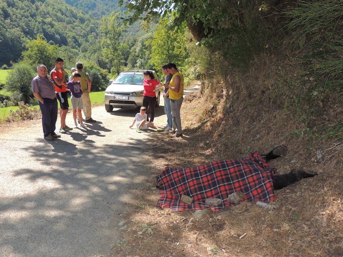 Ejemplares de osos fallecidos en León y Asturias