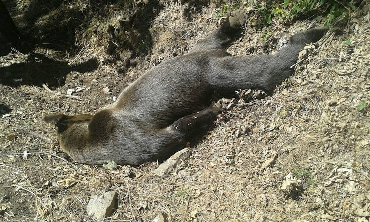 Ejemplares de osos fallecidos en León y Asturias