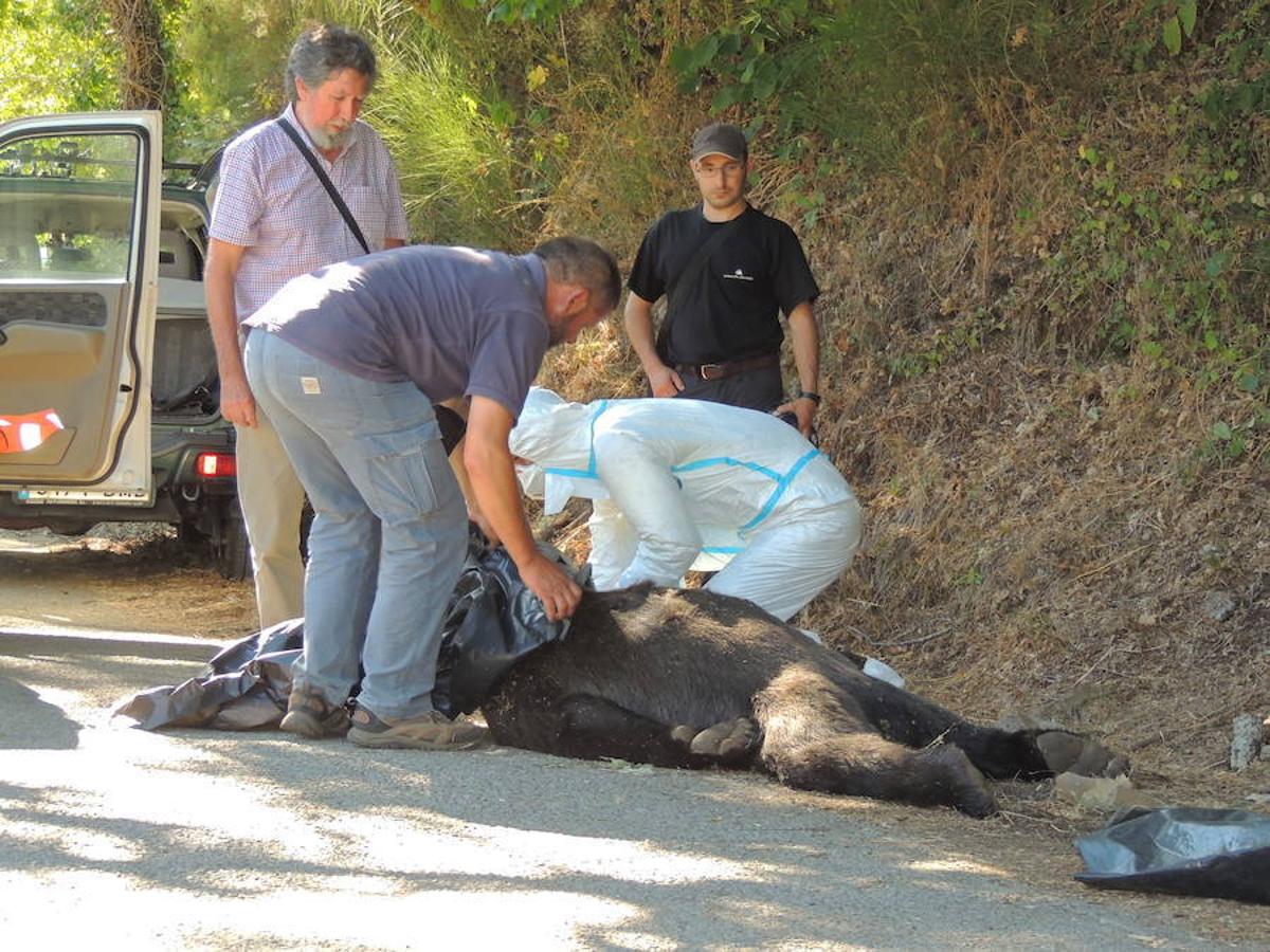 Ejemplares de osos fallecidos en León y Asturias