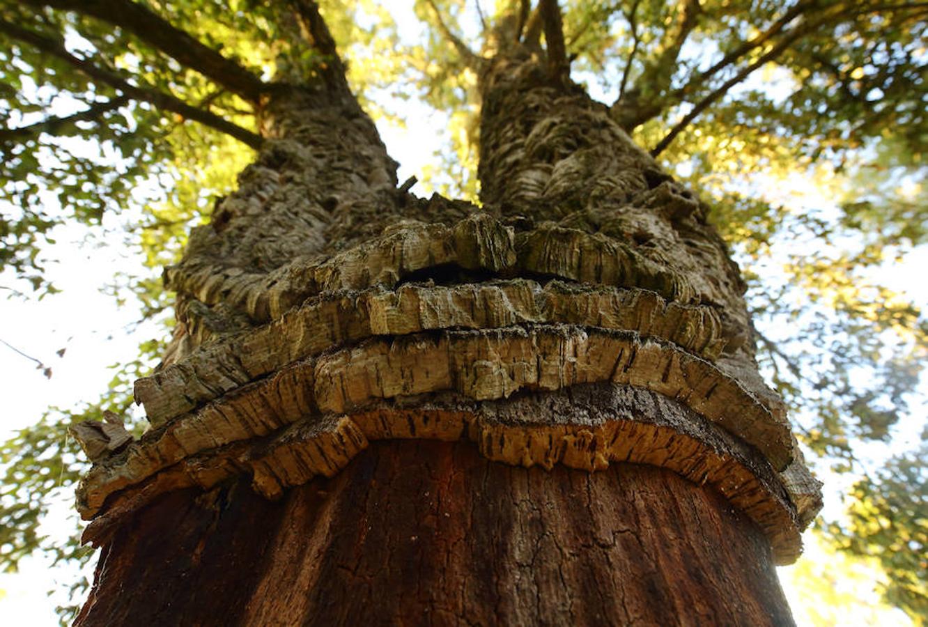 Descubre los secretos de El Alcornocal