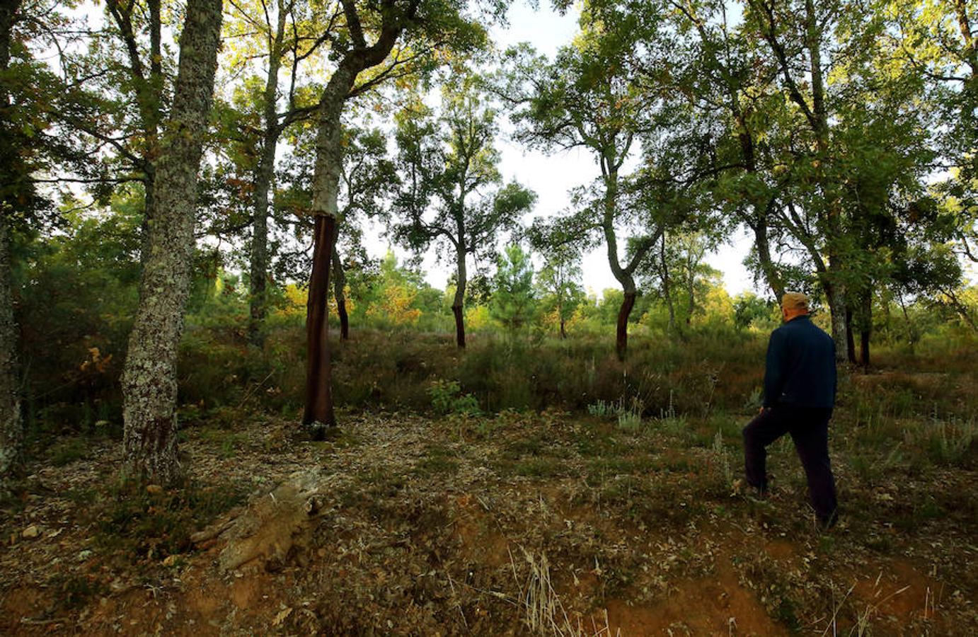 Descubre los secretos de El Alcornocal