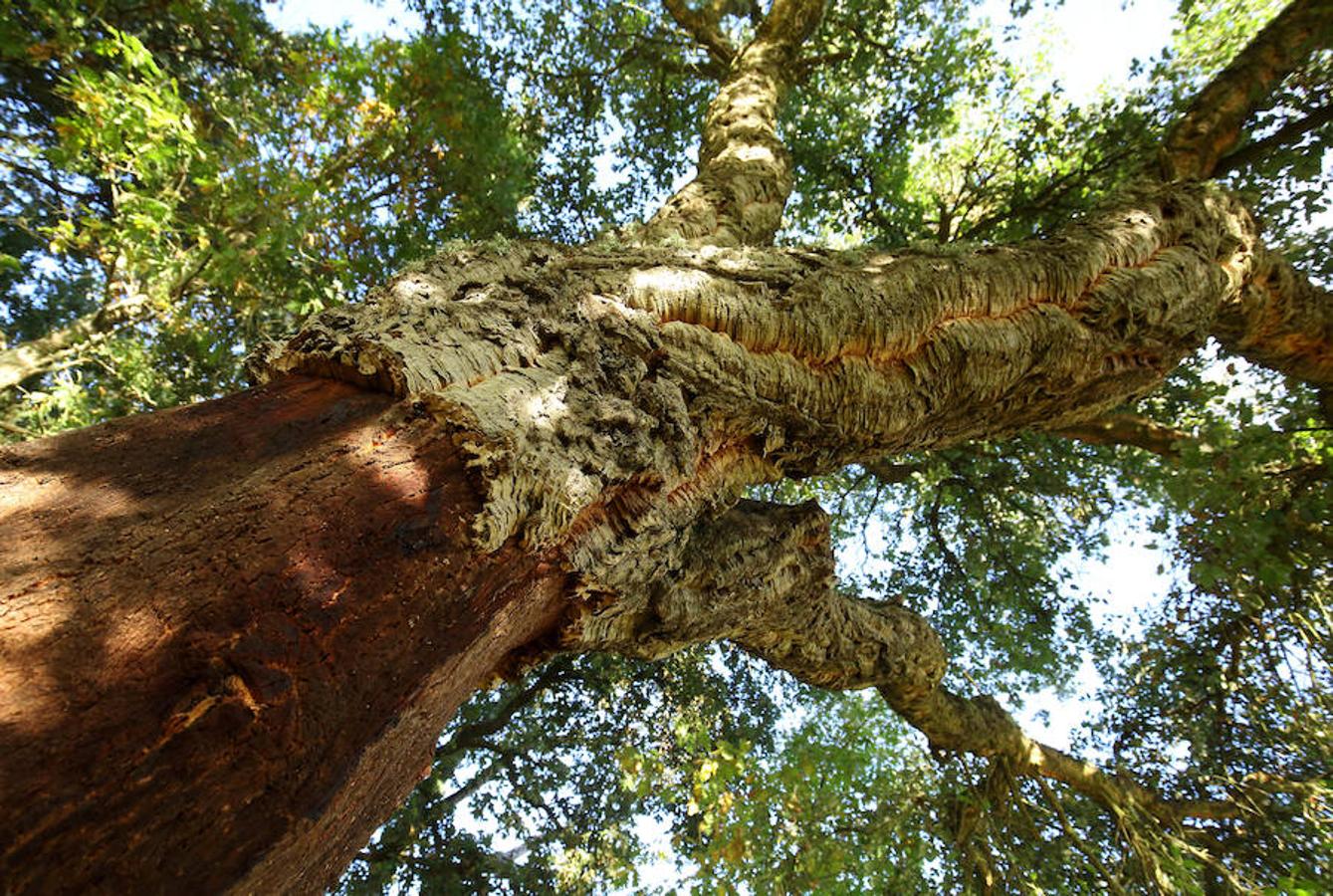 Descubre los secretos de El Alcornocal