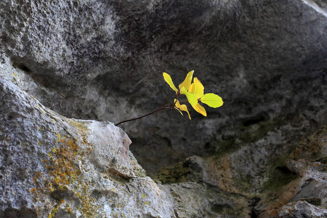 El Faedo, un cuento de hadas