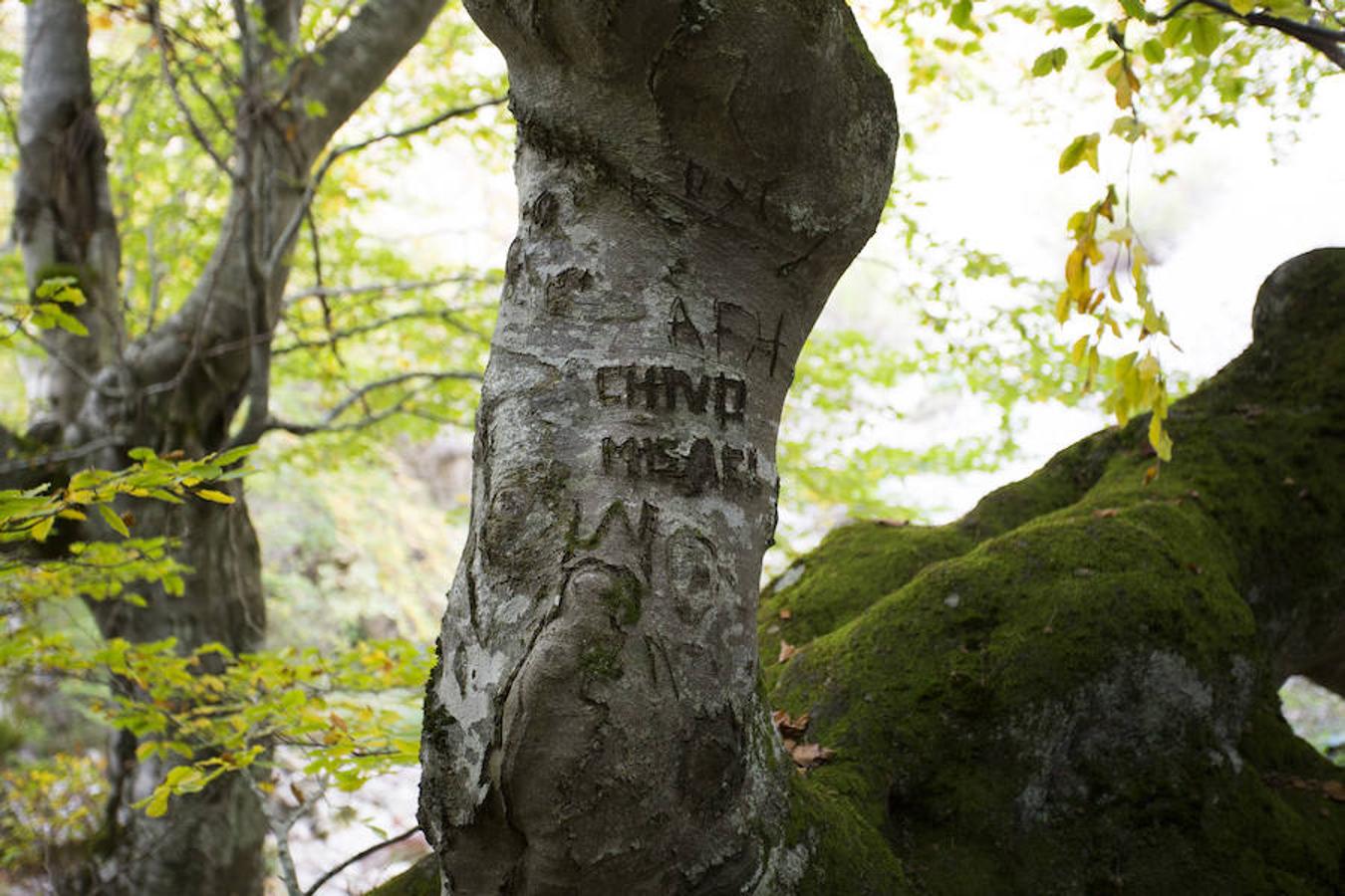 El Faedo, un cuento de hadas