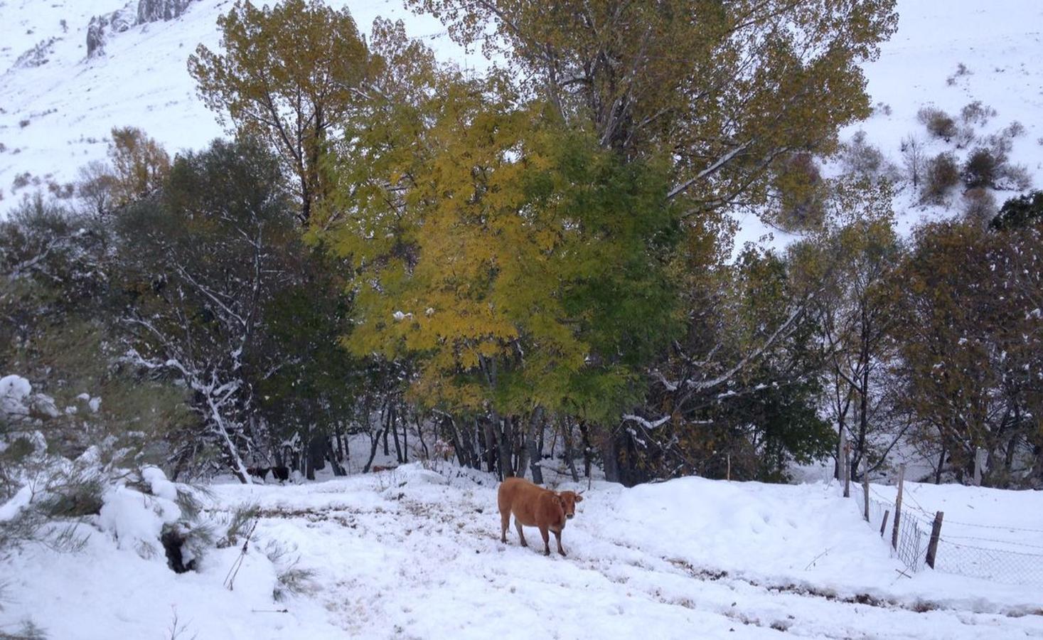 León, entre nieves